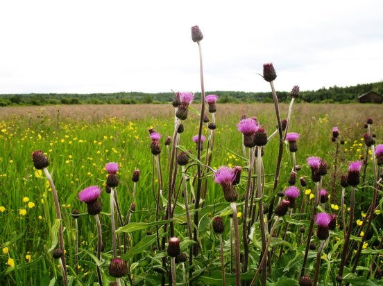 huopaohdake_kainuunkyla2009