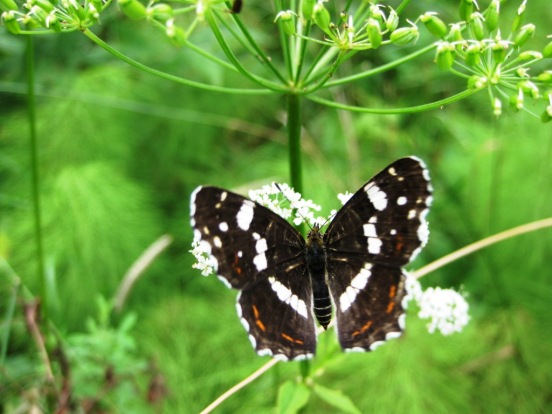 karttaperhonen-Vartiosaari